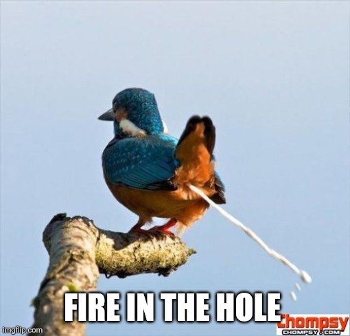 Bird pooping | FIRE IN THE HOLE | image tagged in bird pooping | made w/ Imgflip meme maker