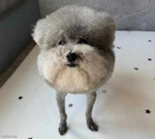 forget the statement just look at the dog | made w/ Imgflip meme maker