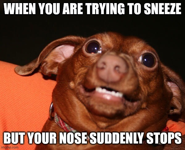 Uncomfortable dog animal  | WHEN YOU ARE TRYING TO SNEEZE; BUT YOUR NOSE SUDDENLY STOPS | image tagged in uncomfortable dog animal | made w/ Imgflip meme maker