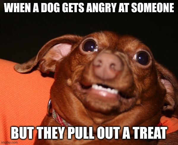 Uncomfortable dog animal  | WHEN A DOG GETS ANGRY AT SOMEONE; BUT THEY PULL OUT A TREAT | image tagged in uncomfortable dog animal | made w/ Imgflip meme maker