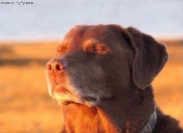 Dog in sun | image tagged in dog in sun | made w/ Imgflip meme maker