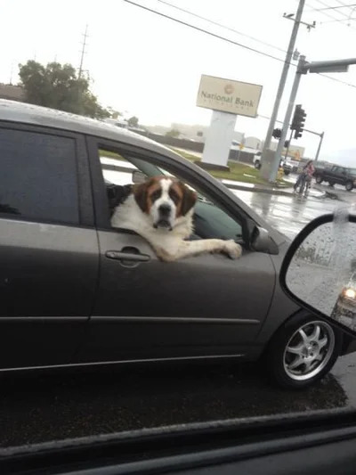 berhardiner car Blank Meme Template