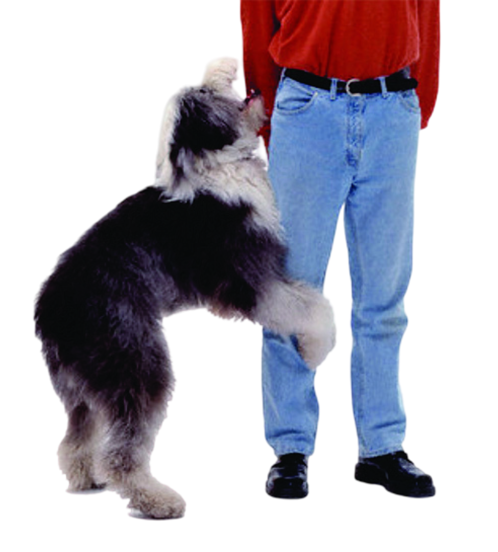 Dog humping leg bad dog Blank Meme Template