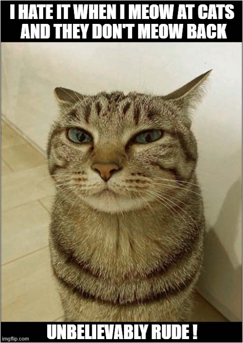 Am I Alone Here ? | I HATE IT WHEN I MEOW AT CATS
 AND THEY DON'T MEOW BACK; UNBELIEVABLY RUDE ! | image tagged in cats,meow,rude | made w/ Imgflip meme maker