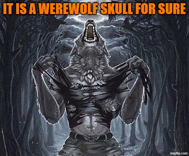 werewolf ripping shirt | IT IS A WEREWOLF SKULL FOR SURE | image tagged in werewolf ripping shirt | made w/ Imgflip meme maker