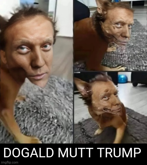 DOGALD MUTT TRUMP | image tagged in donald trump,mashup,dogs | made w/ Imgflip meme maker