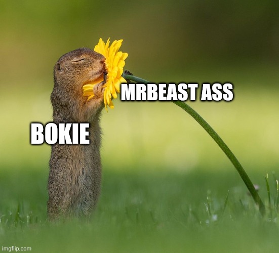 ㅤ | MRBEAST ASS; BOKIE | image tagged in squirrel smelling flower daisy,i sniffed mrbeast ass | made w/ Imgflip meme maker