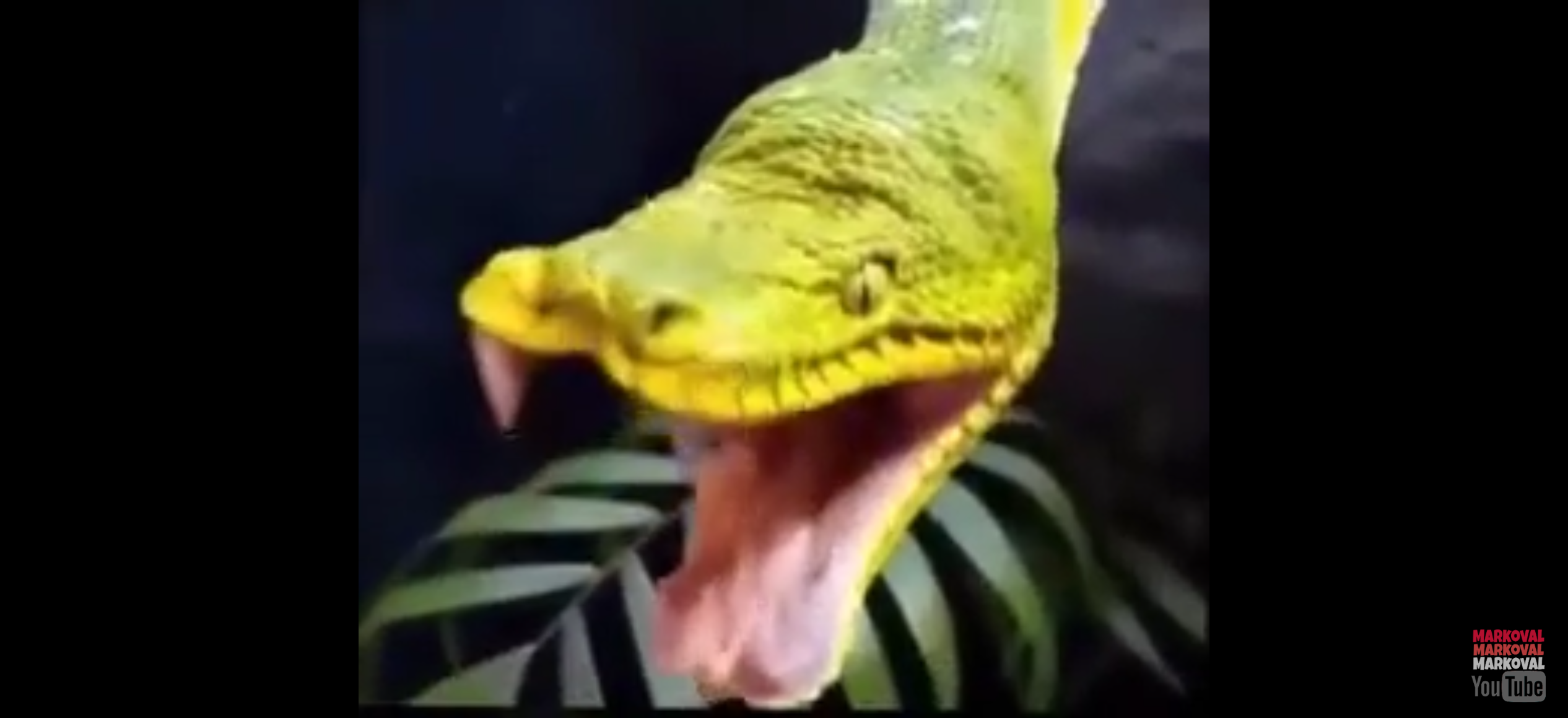 Boa meme Blank Meme Template