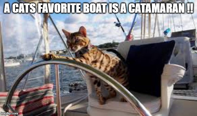 What is a cats favorite type of boat?     --   funny   -- | A CATS FAVORITE BOAT IS A CATAMARAN !! | image tagged in cat,kittens,funny,humor,play on words,boats | made w/ Imgflip meme maker