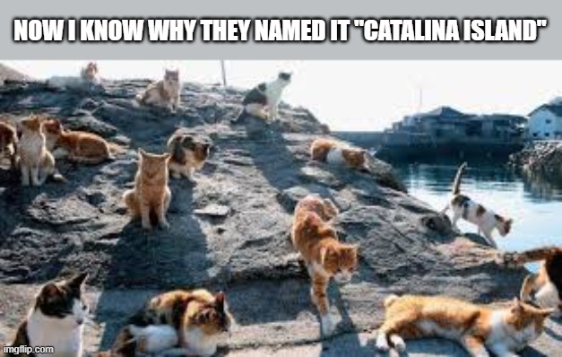 Now you know why they call this "Catalina Island".     --  funny  -- | NOW I KNOW WHY THEY NAMED IT "CATALINA ISLAND" | image tagged in cat,kittens,funny,humor,play on words,funny cat meme | made w/ Imgflip meme maker