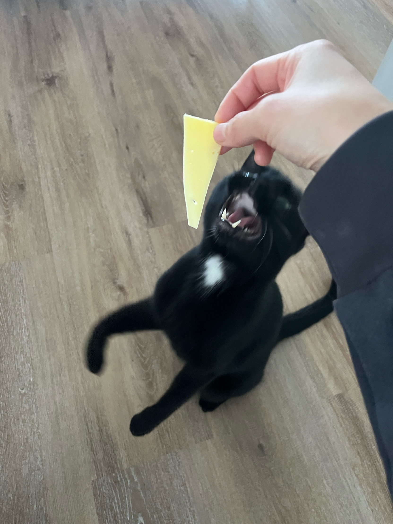 Cat attack Blank Meme Template