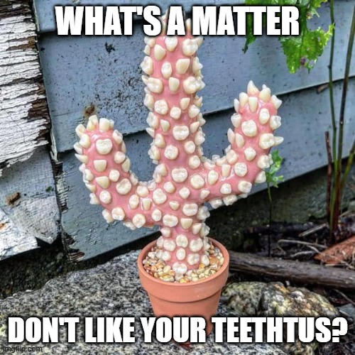Gifted Plant | WHAT'S A MATTER; DON'T LIKE YOUR TEETHTUS? | image tagged in cursed image | made w/ Imgflip meme maker