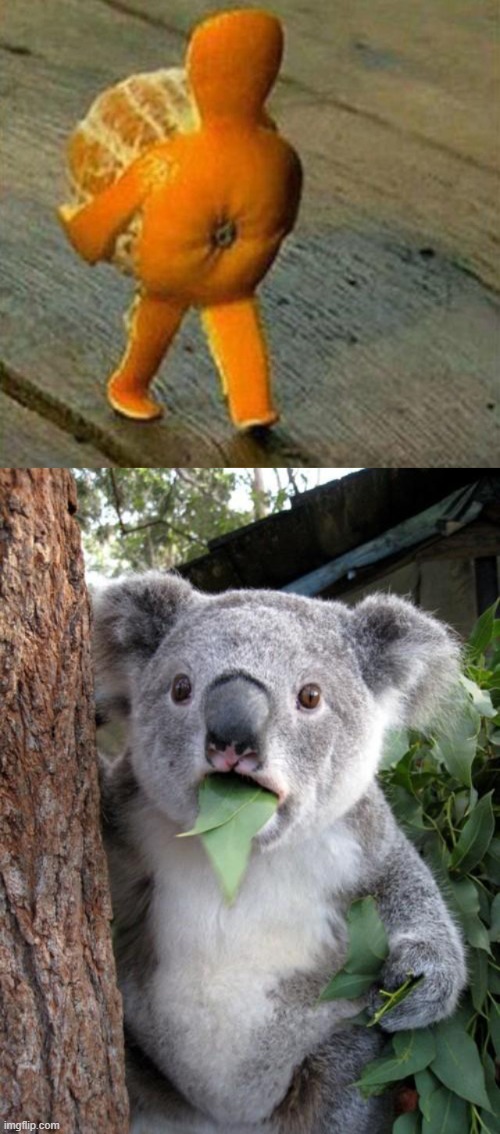 image tagged in memes,surprised koala | made w/ Imgflip meme maker