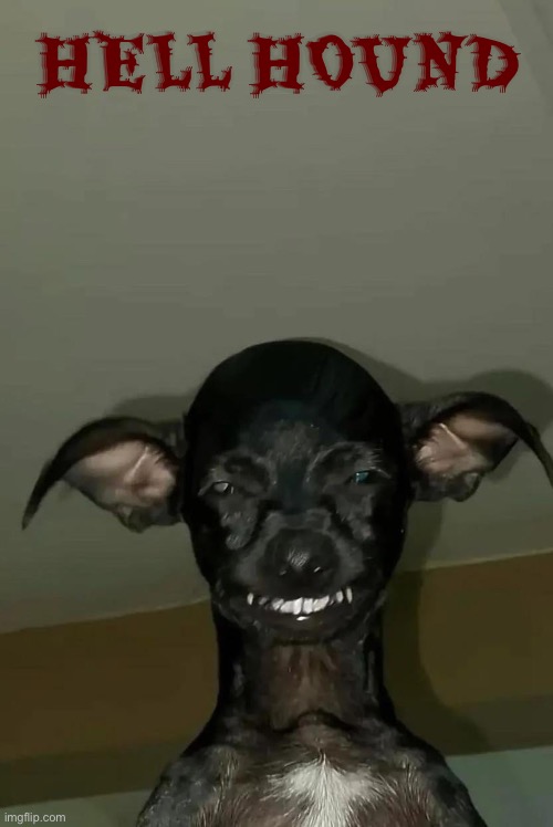 Hell Hound | HELL HOUND | image tagged in cursed images,what a terrible day to have eyes,the boiler room of hell,the hound,excuse me wtf,possessed | made w/ Imgflip meme maker