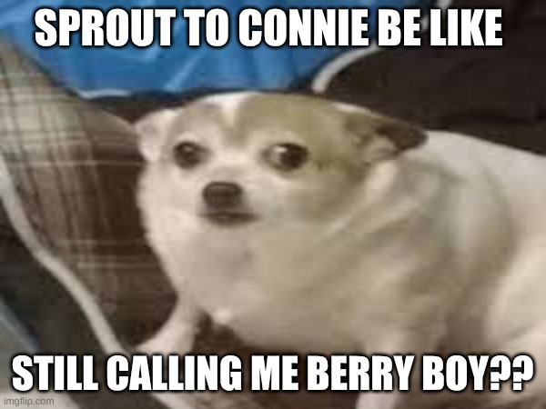 SPROUT TO CONNIE BE LIKE STILL CALLING ME BERRY BOY?? | made w/ Imgflip meme maker
