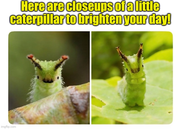 Happy little bug | Here are closeups of a little caterpillar to brighten your day! | image tagged in happy,little,caterpillar,closeup,photography | made w/ Imgflip meme maker