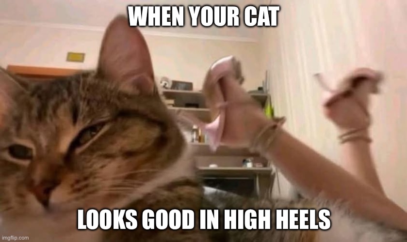 High heels kitty | WHEN YOUR CAT; LOOKS GOOD IN HIGH HEELS | image tagged in cat,high heels,legs,sexy legs | made w/ Imgflip meme maker