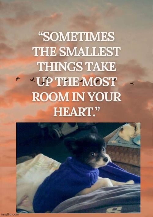 Small things take the most room in your heart | image tagged in small,dog,bruce | made w/ Imgflip meme maker