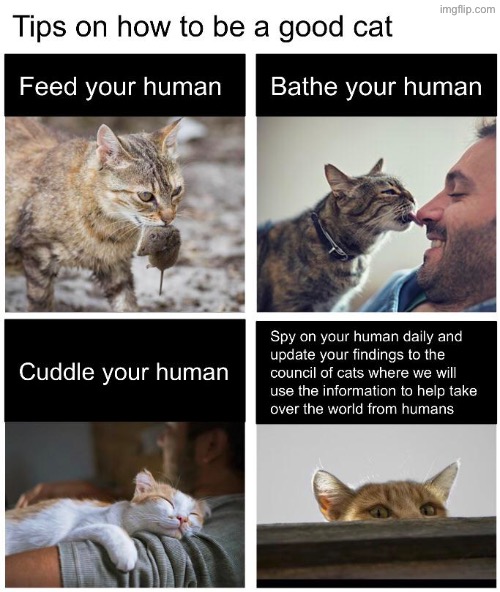 Tips On How To Cat | image tagged in cats,funny cats,tips,life lessons,world domination,the boss | made w/ Imgflip meme maker