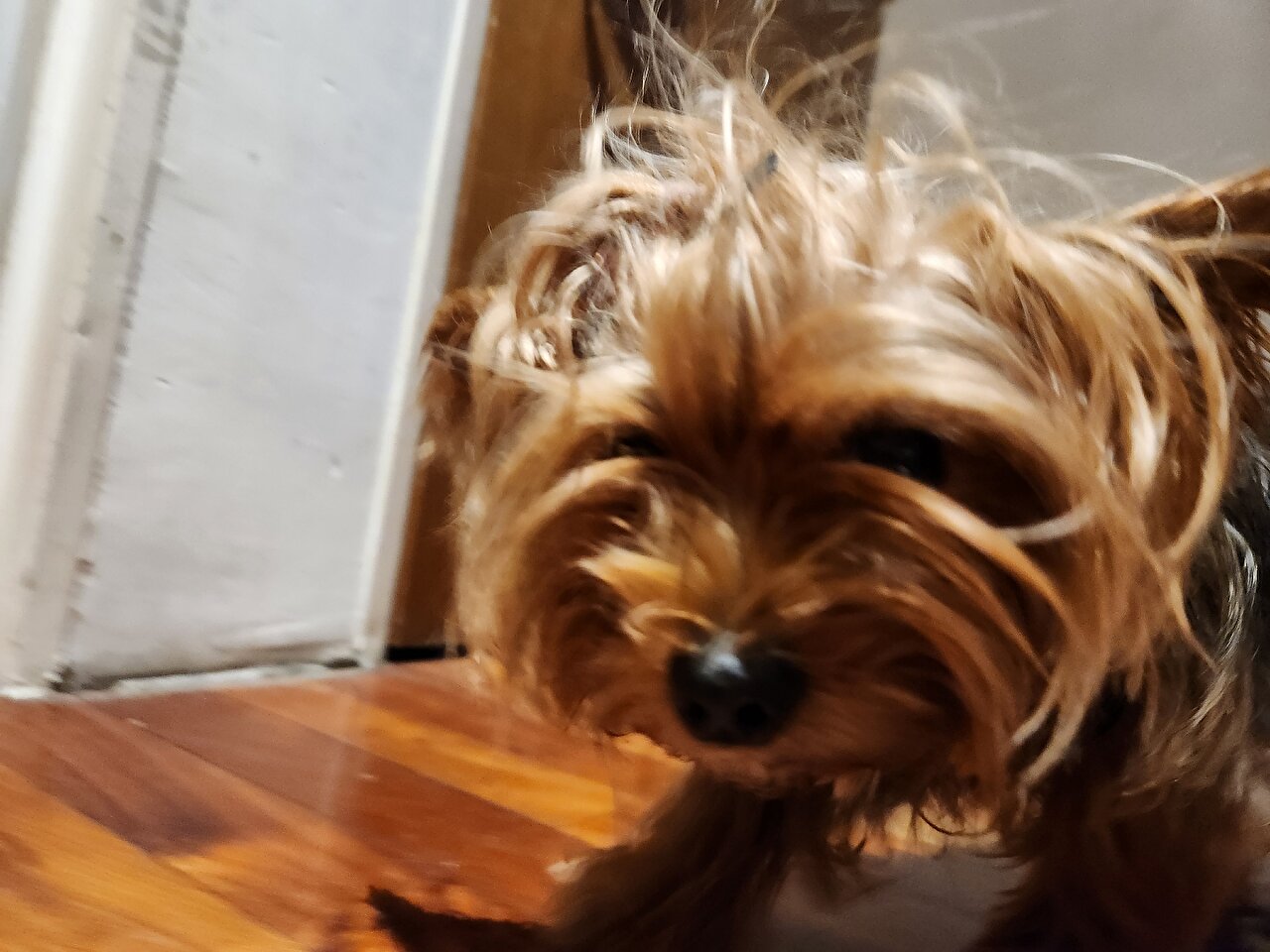 Yorkshire lolita Blank Meme Template