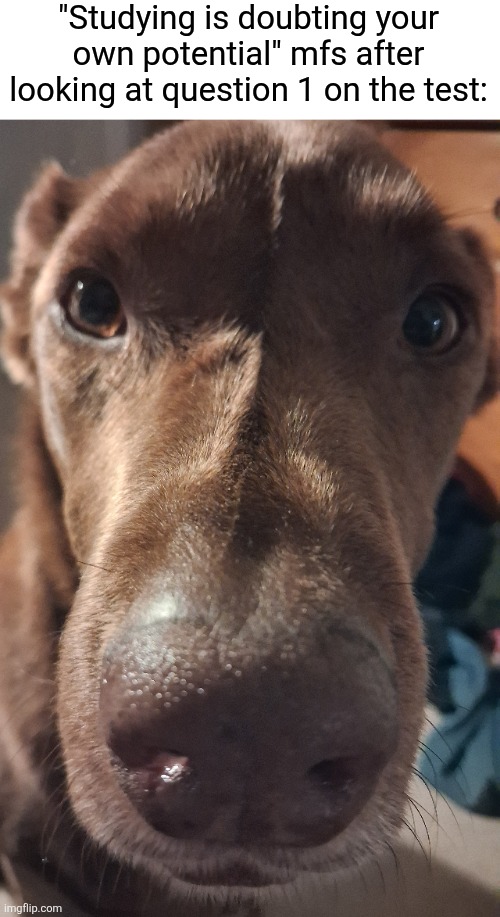 My dog btw | "Studying is doubting your own potential" mfs after looking at question 1 on the test: | image tagged in dog,ice cream,duh | made w/ Imgflip meme maker