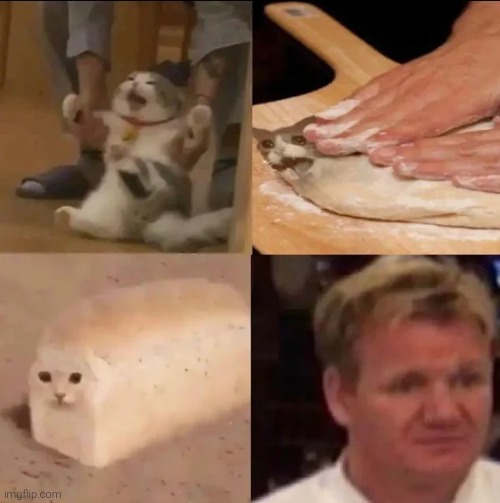 Short and informative story (what the hell is this) | image tagged in cats,memes,meme,funny,funny memes,funny meme | made w/ Imgflip meme maker