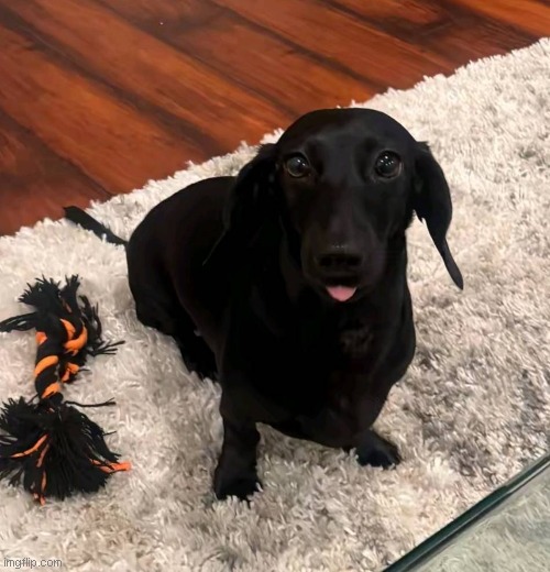 cute lil doggy | image tagged in dog | made w/ Imgflip meme maker