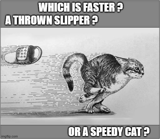 Don't Try This At Home ! | WHICH IS FASTER ? A THROWN SLIPPER ? OR A SPEEDY CAT ? | image tagged in cats,faster,slipper,speeding,don't try this at home | made w/ Imgflip meme maker