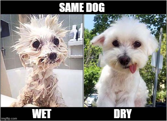 This Just Made Me Smile ! | SAME DOG; WET                               DRY | image tagged in dogs,smile,wet,dry | made w/ Imgflip meme maker