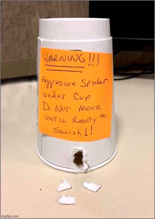 Where Did That Spider Go ? | image tagged in agressive,spider,escape | made w/ Imgflip meme maker