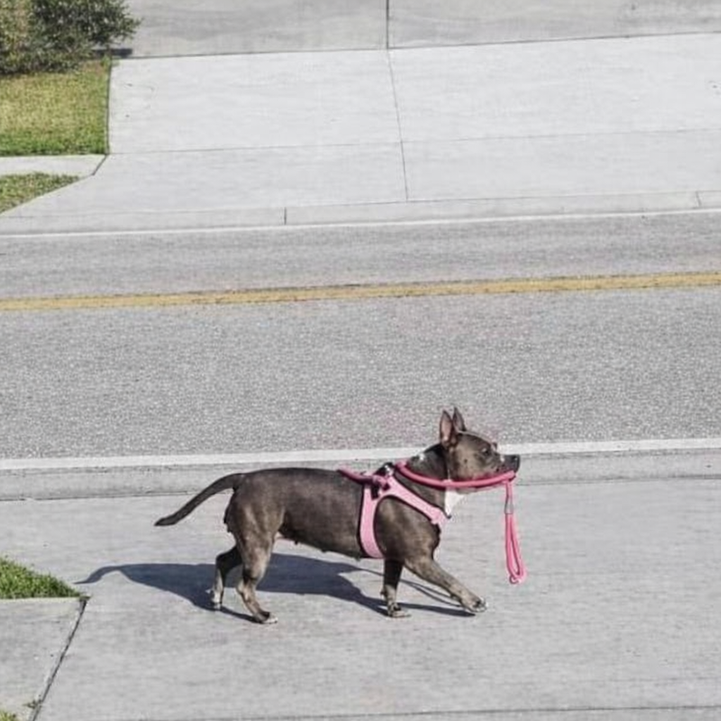 Funny Memes Blank Meme Template