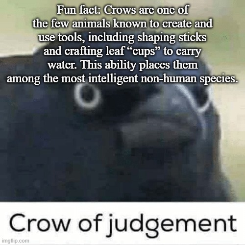 Crow of judgement | Fun fact: Crows are one of the few animals known to create and use tools, including shaping sticks and crafting leaf “cups” to carry water. This ability places them among the most intelligent non-human species. | image tagged in crow of judgement | made w/ Imgflip meme maker