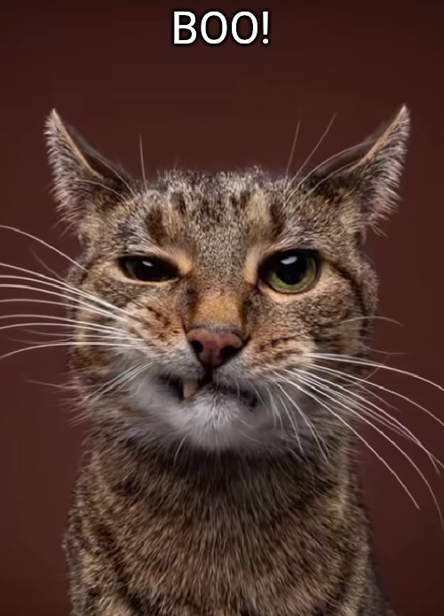 BOO! | image tagged in cat | made w/ Imgflip meme maker