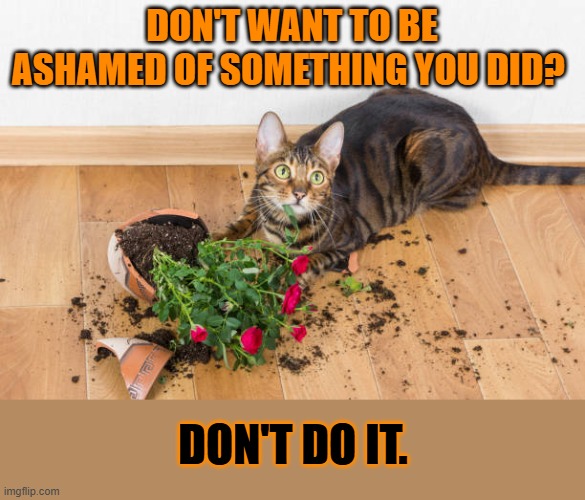 This #lolcat wonders why hoo-mens do things they're later ashamed of | DON'T WANT TO BE ASHAMED OF SOMETHING YOU DID? DON'T DO IT. | image tagged in shame,lolcat,stupid people | made w/ Imgflip meme maker