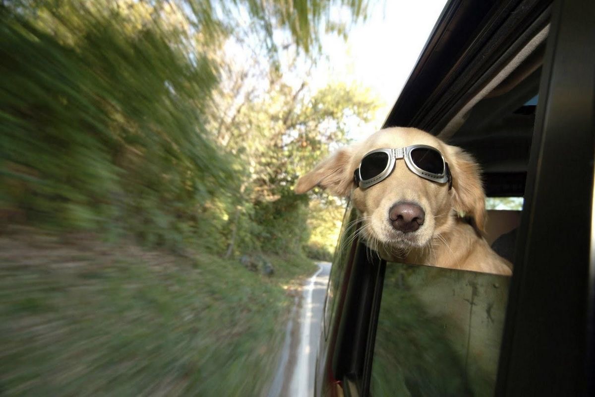 Maria Dog Blank Meme Template