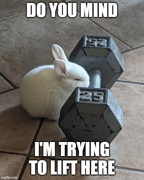 Bunny Lifting | DO YOU MIND; I'M TRYING TO LIFT HERE | image tagged in bunnies | made w/ Imgflip meme maker