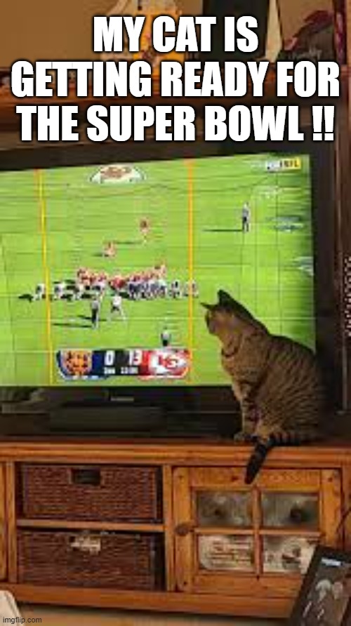 My cat is getting ready for Super Bowl LX | MY CAT IS GETTING READY FOR THE SUPER BOWL !! | image tagged in cat,kittens,funny,humor,super bowl,football | made w/ Imgflip meme maker