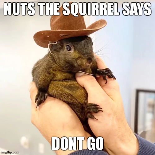Peanut the Squirrel | NUTS THE SQUIRREL SAYS DONT GO | image tagged in peanut the squirrel | made w/ Imgflip meme maker