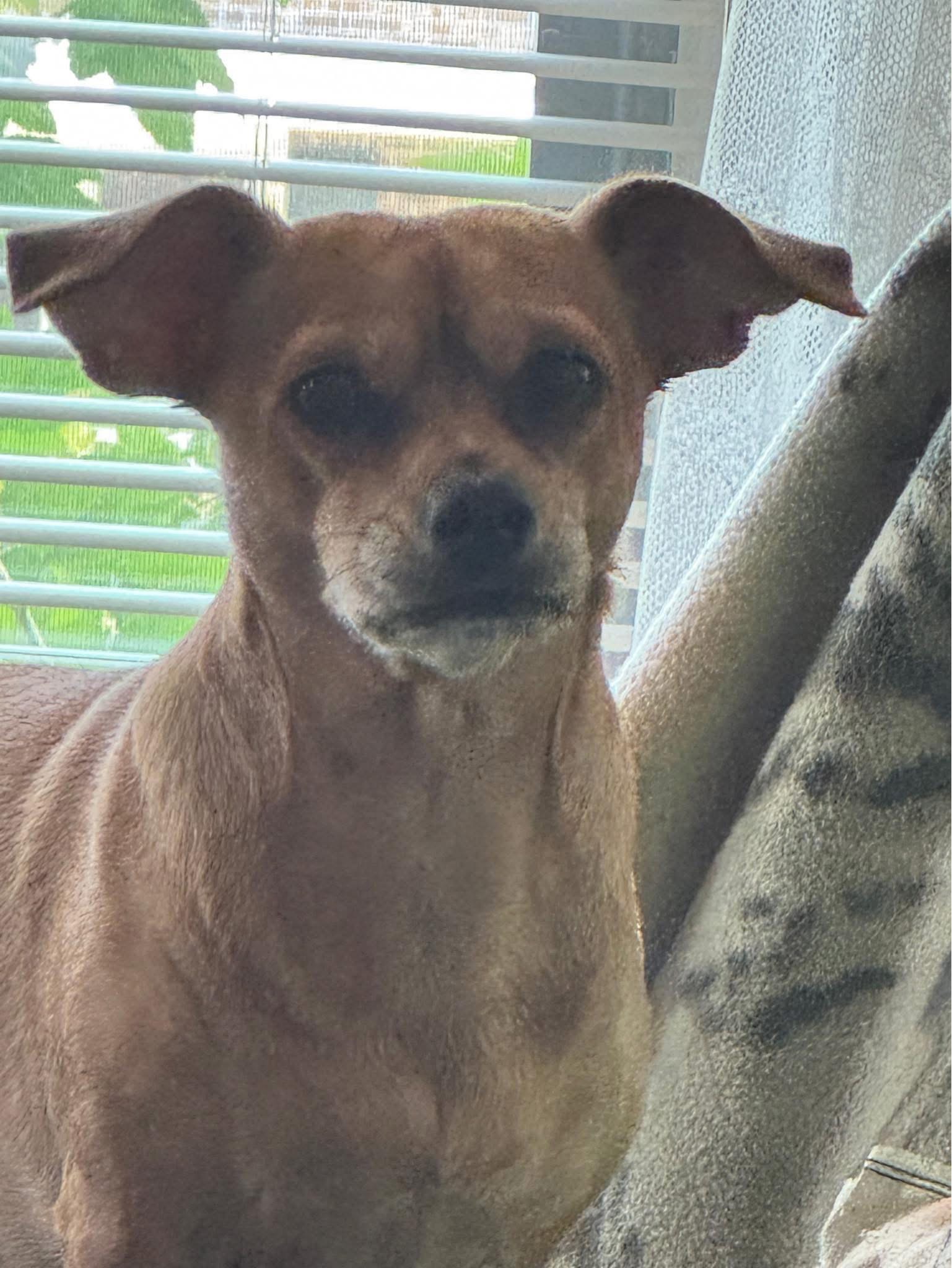 Frustrated dog Blank Meme Template