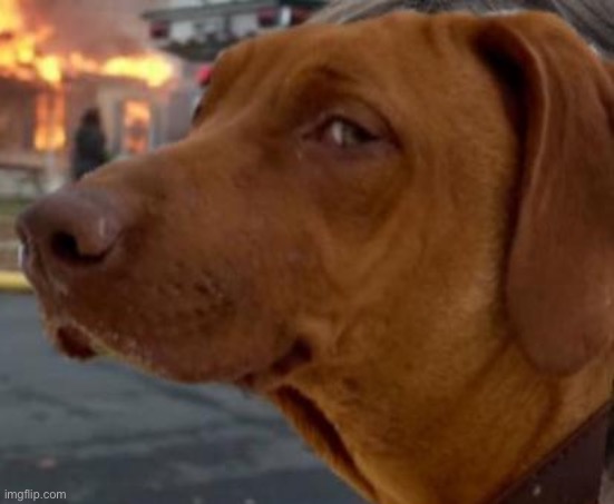 Nonchalant dog....init! | image tagged in nonchalant dog init | made w/ Imgflip meme maker