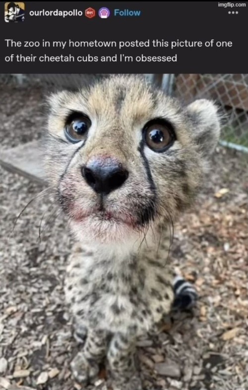 he just had a filling meal | made w/ Imgflip meme maker