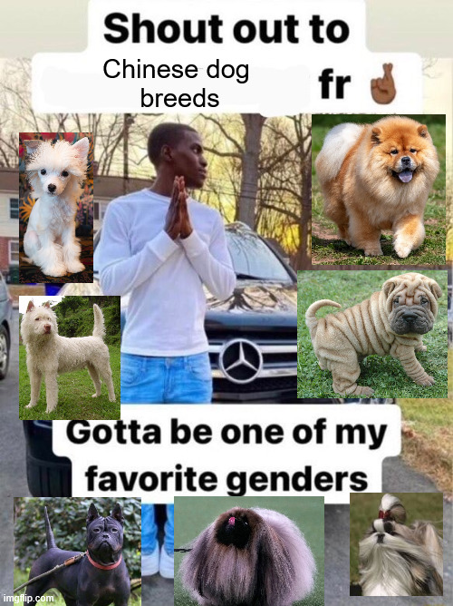 all hits no skips | Chinese dog 
breeds | image tagged in shout out to gotta be one of my favorite genders | made w/ Imgflip meme maker