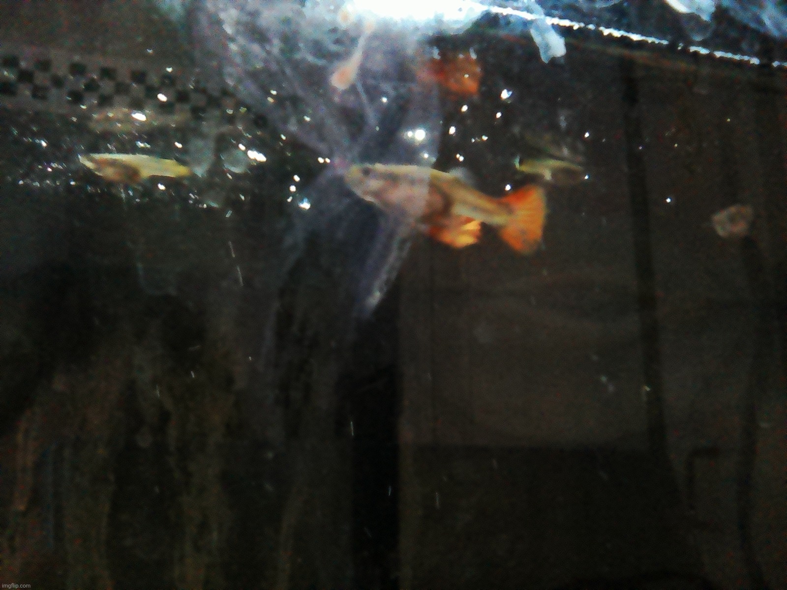 Give me images to show my fish and I'll tell you their responses | made w/ Imgflip meme maker