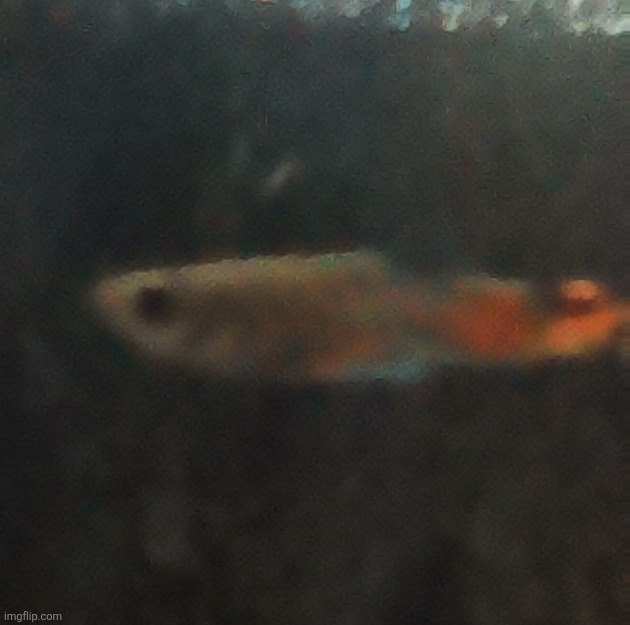 Anyways.. one of the jerrys is turning orange, and I need a new name for him to differentiate himself from the other jerrys | made w/ Imgflip meme maker