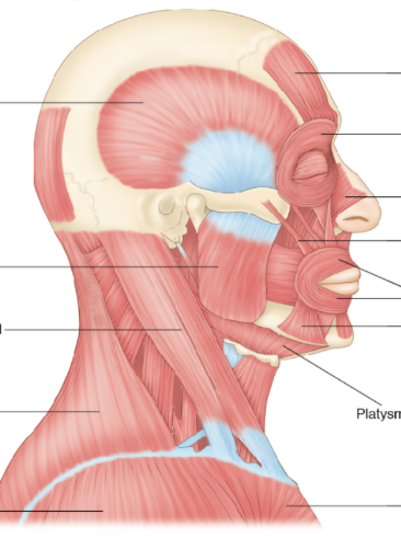 ishowspeed lookalike Blank Meme Template