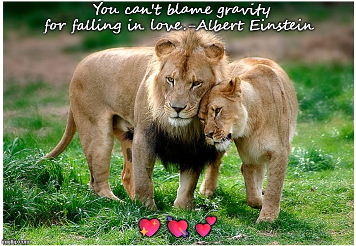 Love | You can't blame gravity for falling in love.-Albert Einstein; 💖💘💕 | image tagged in big cats | made w/ Imgflip meme maker