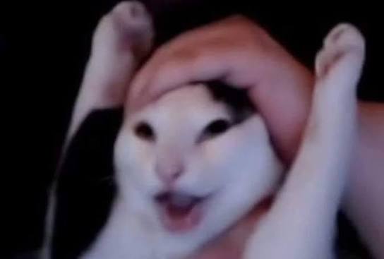 Happy cat Blank Meme Template