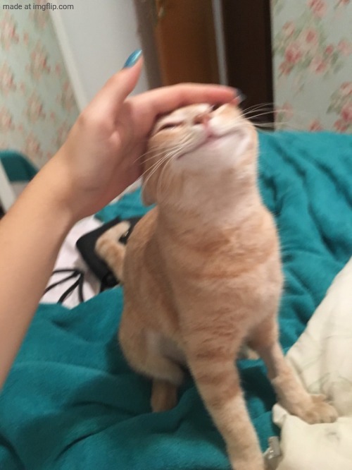 cat pat | image tagged in cat pat | made w/ Imgflip meme maker