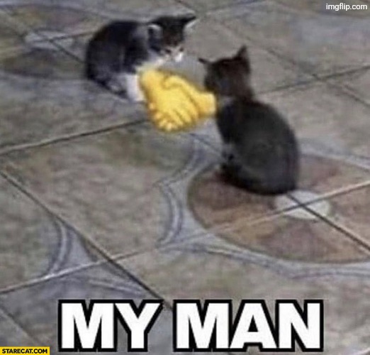Cats shaking hands | image tagged in cats shaking hands | made w/ Imgflip meme maker