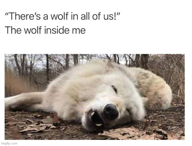 Lazy | image tagged in wolf,meme,lazy,latticeclimbing,funny,lattice climbing | made w/ Imgflip meme maker